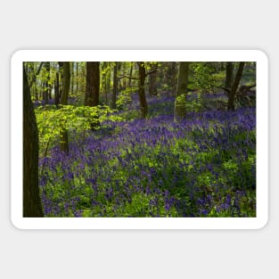 Spring Bluebell Woodlands Sticker